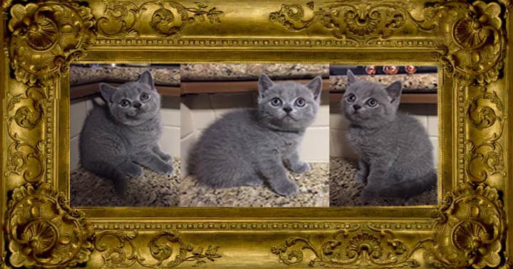 http://www.celticfoldscattery.com/Kittens_for_Sale_files/2018/Alana-Winston-6-28-18/Alana-Winston-6-28-18-Sold/Alana-Winston-6-28-18-sold.jpg