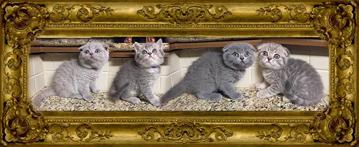 http://www.celticfoldscattery.com/Kittens_for_Sale_files/2018/Indigo-Kittens/4/Indigo-Winston-Litter-4-20-18-Sold-sm.jpg