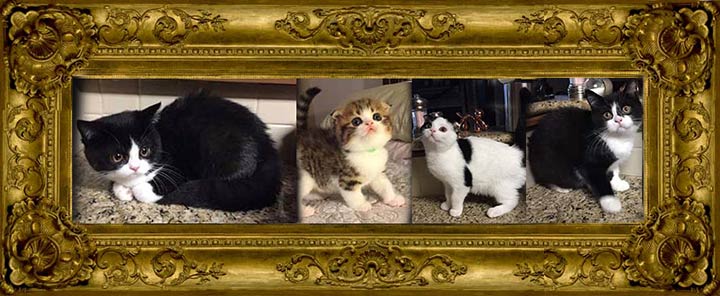 http://www.celticfoldscattery.com/Kittens_for_Sale_files/2018/SableOscar42018/7/Sable-Oscar-5-2-18-sold-sm.jpg