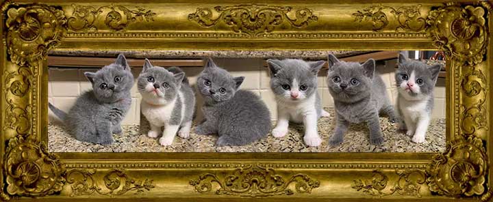 http://www.celticfoldscattery.com/Kittens_for_Sale_files/2019/Camille-Oscar-born-9-22-19/CamilleOscar-litter9-22-19Sold.jpg