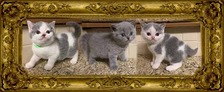 SOLD Elsie Oscar British Shorthair born-5-9-19