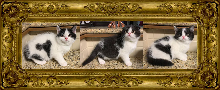 http://www.celticfoldscattery.com/Kittens_for_Sale_files/2019/Sable-Winston-born-2-14-19/SableWinstonLitter2-14-19-SOLD.jpg