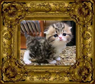 http://www.celticfoldscattery.com/Kittens_for_Sale_files/2020/SableKimoLitter-102419/SableKimoLitter-102419-Sold.jpg