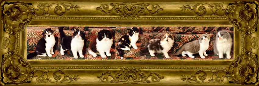 Scottish Fold Kitten litter -sold
