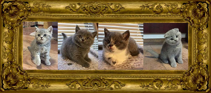 http://www.celticfoldscattery.com/Sold_Kittens_files/2016/sm-Sold-IndigoOscarLitter8-16-16.jpg