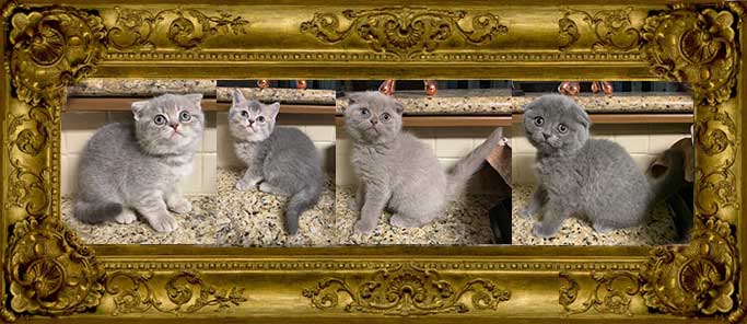 http://www.celticfoldscattery.com/Sold_Kittens_files/2019/Indigo-Winston-litter-born-1-24-19/Sold-Indigo-Winston-litter%20-born-1-24-19.jpg