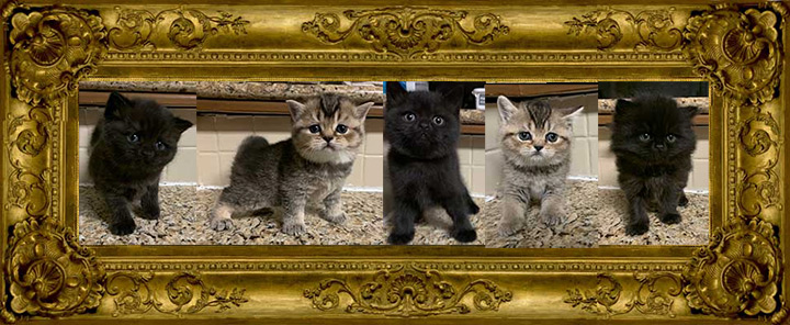 http://www.celticfoldscattery.com/Sold_Kittens_files/2020/CamilleKittens--2020/CamilleBabiesBorn--2020-sold.jpg