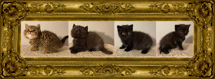 http://www.celticfoldscattery.com/Sold_Kittens_files/2020/Isabel-Kimo-BSH--born-9-28-20-sold.jpg