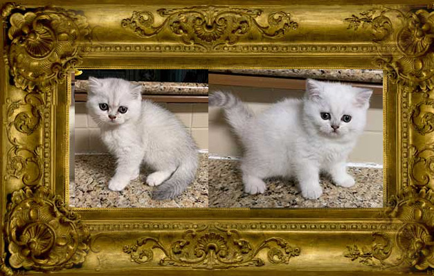 http://www.celticfoldscattery.com/Sold_Kittens_files/2020/SuzyKimoBabiesBorn1-28-20-sold/SuzyKimoBabiesBorn1-28-20-sold.jpg