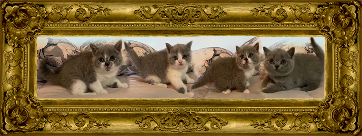 http://www.celticfoldscattery.com/Sold_Kittens_files/2021/CamilleOscarLitter%20Born42221-Sold.jpg