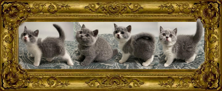 https://www.celticfoldscattery.com/Kittens_for_Sale_files/2022/CamilleOscar-6-8-22/Camille-Oscar-BSH-litter-6-8-22-SOLD.jpg