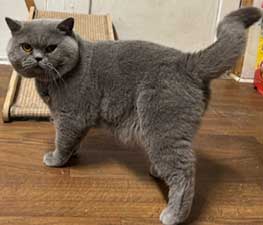 For Sale retiring adult blue male British Shorthair