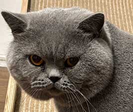 FOR SALE Retiring Adult Blue Male British Shorthair