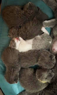 https://www.celticfoldscattery.com/Kittens_for_Sale_files/2025/Camille-Litter.jpg