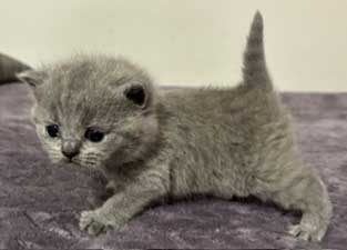 https://www.celticfoldscattery.com/Kittens_for_Sale_files/2025/CamilleOscarBorn4-24-25/CamilleK1.jpg