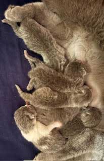https://www.celticfoldscattery.com/Kittens_for_Sale_files/2025/CamilleOscarLitter4-24-25.jpg