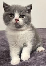 https://www.celticfoldscattery.com/Kittens_for_Sale_files/2025/DarcyOscar3-18-25/DarcyK1.jpg