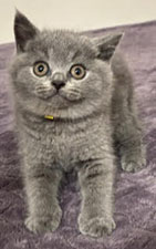https://www.celticfoldscattery.com/Kittens_for_Sale_files/2025/DarcyOscar3-18-25/DarcyK1.jpg