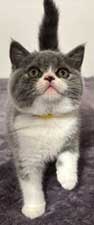 https://www.celticfoldscattery.com/Kittens_for_Sale_files/2025/DarcyOscar3-18-25/DarcyK1.jpg