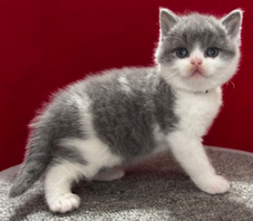 https://www.celticfoldscattery.com/Kittens_for_Sale_files/2025/DarcyOscarLitter12425/Darcy1.jpg