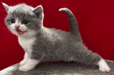 https://www.celticfoldscattery.com/Kittens_for_Sale_files/2025/DarcyOscarLitter12425/Darcy1.jpg