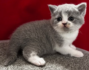 https://www.celticfoldscattery.com/Kittens_for_Sale_files/2025/DarcyOscarLitter12425/Darcy1.jpg