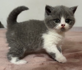 https://www.celticfoldscattery.com/Kittens_for_Sale_files/2025/Kitten1.jpeg