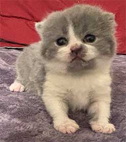 https://www.celticfoldscattery.com/Kittens_for_Sale_files/2025/LEiaK1.jpg