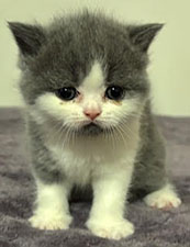 https://www.celticfoldscattery.com/Kittens_for_Sale_files/2025/Leia-Oscar-4-10-25/LeiaK1.jpg