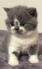 https://www.celticfoldscattery.com/Kittens_for_Sale_files/2025/Leia-Oscar-4-10-25/LeiaK1.jpg