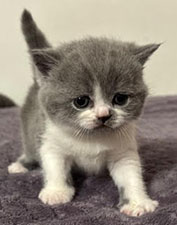 https://www.celticfoldscattery.com/Kittens_for_Sale_files/2025/Leia-Oscar-4-10-25/LeiaK1.jpg