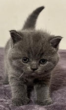 https://www.celticfoldscattery.com/Kittens_for_Sale_files/2025/Leia-Oscar-4-10-25/LeiaK1.jpg