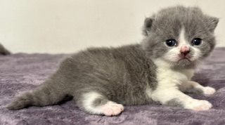 https://www.celticfoldscattery.com/Kittens_for_Sale_files/2025/LeiaK3L.jpg