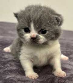 https://www.celticfoldscattery.com/Kittens_for_Sale_files/2025/LeiaK3M.jpg