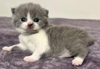https://www.celticfoldscattery.com/Kittens_for_Sale_files/2025/LeiaK3L.jpg