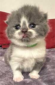 https://www.celticfoldscattery.com/Kittens_for_Sale_files/2025/LeiaOscarK2.jpg