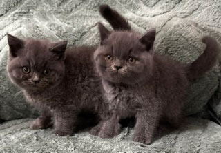 Special kittens at a special price! - British Shorthair Kittens