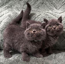 Special kittens at a special price! - British Shorthair Kittens