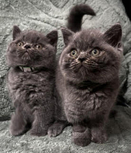 Special kittens at a special price! - British Shorthair Kittens