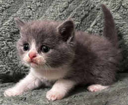 https://www.celticfoldscattery.com/Kittens_for_Sale_files/2026/Darcy-Oscar-Litter-8-12-26/DarcyK1.jpg