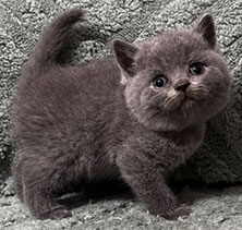 https://www.celticfoldscattery.com/Kittens_for_Sale_files/2026/Darcy-Oscar-Litter-8-12-26/DarcyK7.jpg