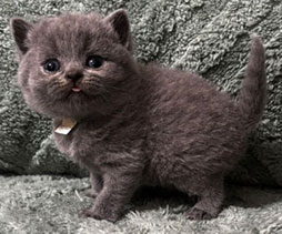British Shorthair Kittens in North Carolina at Celtic Cattery!