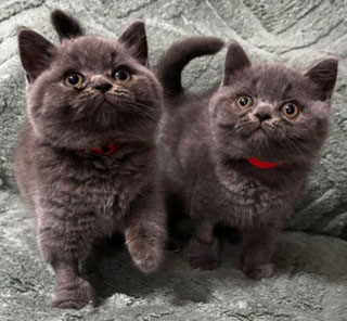2 Special British Shorthair Kittens must be sold together at a Special Price!