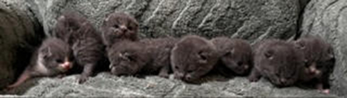 Darcy Oscar Litter of 8  in North Carolina