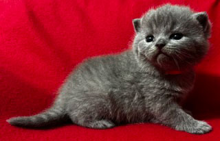 Beautiful British Shorthair kitten at Celtic Cattery in North Carolina