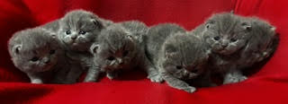 British Shorthair Kittens born June 22 2026