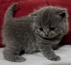 British Shorthair Kitten available in North Carolina at Celtic Cattery!