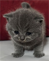 British Shorthair Kitten available in North Carolina at Celtic Cattery!