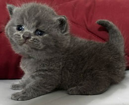 British Shorthair Kitten available in North Carolina at Celtic Cattery!
