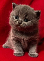 British Shorthair Kittens in North Carolina at Celtic Cattery!